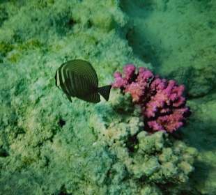 Giftun / Mahmya Inseln