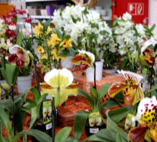 Chrysanthemen