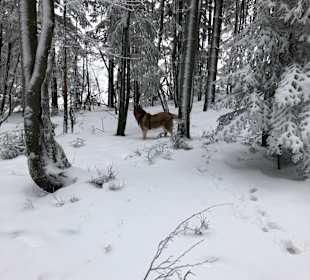 Wandern Mitterfirmiansreut