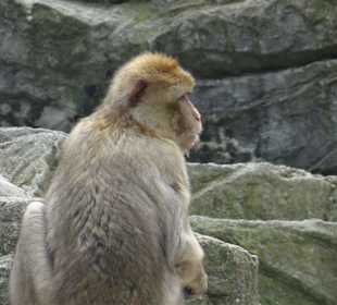 Rundgang im Tierpark