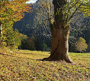 Wandern Emmendingen