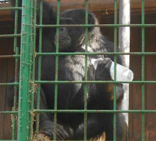 Affe mit Wasserflasche