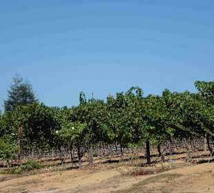 Weingebiet Stellenbosch