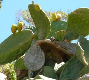Kaktus auf Spinalonga
