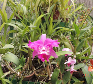 Orchideenhaus