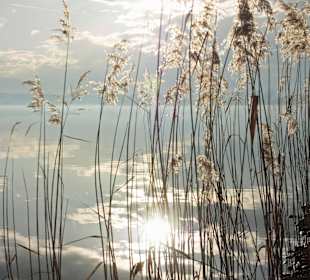 Der Wallersee in Abendstimmung