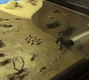 Naturhistorisches Museum