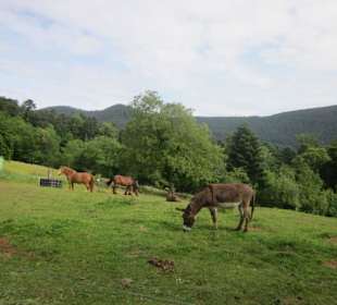 Ferme du Hungerplatz
