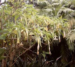 Botanischer Garten in Puerto de la Cruz