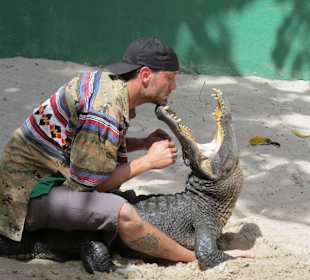 Krokodilshow