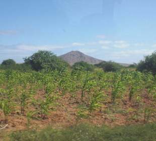 Anbaufläche mitten auf der Insel