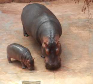 Zoo Wrocław