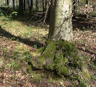 Baumlehrpfad Sontheim