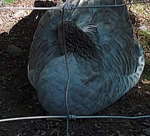 Wildpark Osterzgebirge