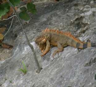 Freilaufende Leguane