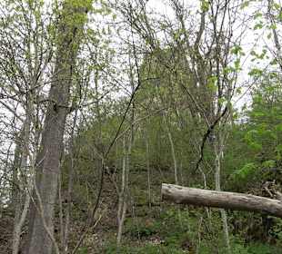 Eiszeitpfad - Burgfelsenpfad