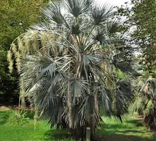 Impressionen vom Jardin des Plantes