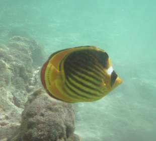 Falterfisch im Hausriff