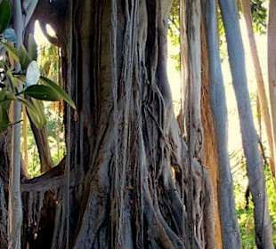 Hauptstamm, umgeben von vielen Luftwurzeln