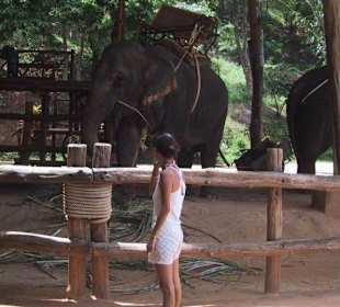 Elephanten Trekking - welcher solls denn sein?