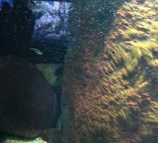 Aquarium