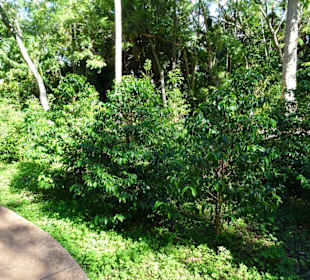 Kaffeesträucher im Botanischen Garten Mascarin