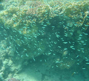 Viele Fische