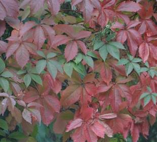 Die Natur kommt zurück