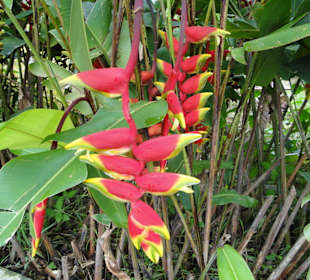 Wildlife Expeditions