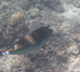 Langnasendoktorfisch