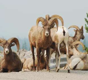 Route Vancouver Jasper Banff