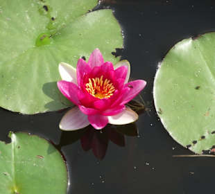 Eindrücke vom Rundgang durch den Park der Gärten