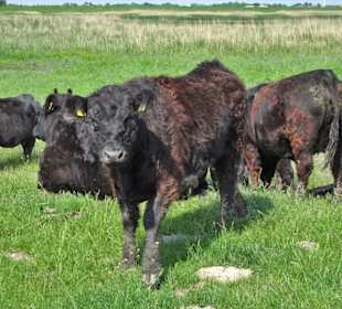 Neugierige Kühe als Rasenmäher der Luneplate