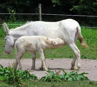 Weiße Esel im Tierpark Röhrensee
