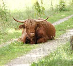 Longhorn auf dem Weg
