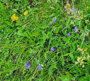 Wandern Chienes / Kiens