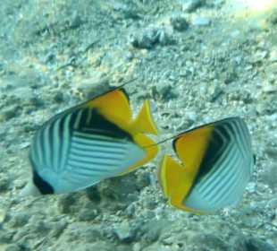 Schnorcheln Makadi Bay