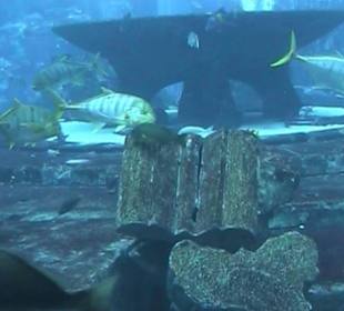 The Lost Chambers Aquarium 