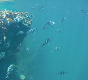 Schnorcheln Marsa Alam