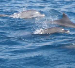 Delfine 15.07.2012