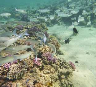 Schnorcheln Makadi Bay