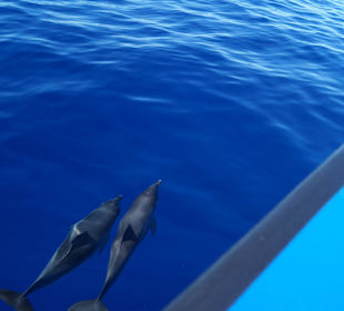 Beim Whalewatching