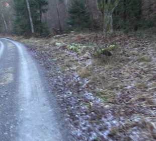 Ochsenweiher Rundweg