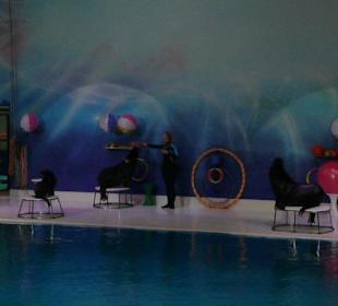 Dolphinarium