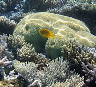 Schnorcheln Makadi Bay