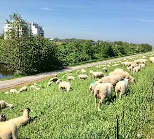 Wandern Carolinensiel