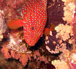 Nurkowanie w Sharm el Sheikh - podwodne życie