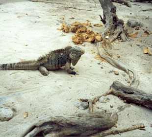 Leguan auf Cayo Blanco
