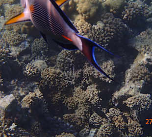 Korallen Riff mit Fisch