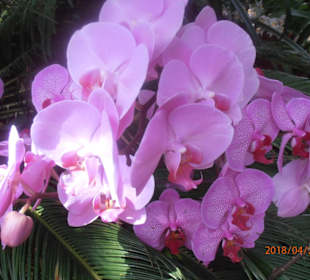 Orchideen